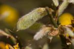 Cytise oroméditerranéen, Genêt oroméditerranéen, G Cytisus oromediterraneus Rivas Mart., T.E.Díaz, Fern.Prieto, Loidi & Peñas, 1984