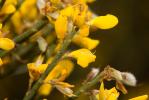 Cytise oroméditerranéen, Genêt oroméditerranéen, G Cytisus oromediterraneus Rivas Mart., T.E.Díaz, Fern.Prieto, Loidi & Peñas, 1984