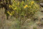 Genêt à balai, Juniesse Cytisus scoparius (L.) Link, 1822