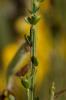 Genêt à balai, Juniesse Cytisus scoparius (L.) Link, 1822