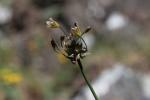 Ail maraîcher, Ail des endroits cultivés Allium oleraceum L., 1753
