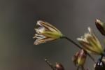 Ail maraîcher, Ail des endroits cultivés Allium oleraceum L., 1753