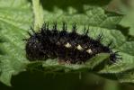 Vulcain (Le), Amiral (L'), Vanesse Vulcain (La), C Vanessa atalanta (Linnaeus, 1758)