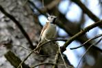 Mésange huppée Lophophanes cristatus (Linnaeus, 1758)