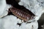  Porcellio gallicus Dollfus, 1904