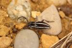  Iberodorcadion molitor (Fabricius, 1775)