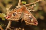 Petit Paon de Nuit (Le) Saturnia pavonia (Linnaeus, 1758)