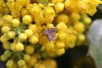  Choreutis nemorana (Hübner, 1799)
