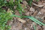 Muscari à toupet, Muscari chevelu Muscari comosum (L.) Mill., 1768