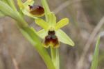 Ophrys verdissant Ophrys virescens Philippe, 1859
