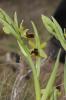 Ophrys verdissant Ophrys virescens Philippe, 1859