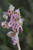 Orchis laiteux, Orchis lacté Neotinea lactea (Poir.) R.M.Bateman, Pridgeon & M.W.Chase, 1997