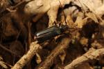  Phymatodes testaceus (Linnaeus, 1758)