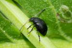  Colaspidema barbarum (Fabricius, 1792)