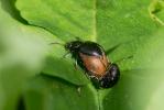  Colaspidema barbarum (Fabricius, 1792)