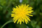 Pissenlit d'Ekman Taraxacum ekmanii Dahlst., 1911