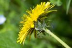 Pissenlit d'Ekman Taraxacum ekmanii Dahlst., 1911