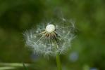 Pissenlit d'Ekman Taraxacum ekmanii Dahlst., 1911