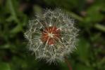 Pissenlit de Braun-Blanquet Taraxacum braun-blanquetii Soest, 1954