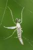 Chironome plumosus Chironomus plumosus (Linnaeus, 1758)