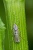Chironome plumosus Chironomus plumosus (Linnaeus, 1758)