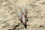  Clausiliidae Gray, 1855
