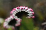 Pâquerette Bellis perennis L., 1753