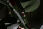 Fragon, Petit houx, Buis piquant Ruscus aculeatus L., 1753