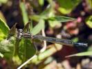 Agrion de Mercure Coenagrion mercuriale (Charpentier, 1840)