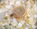 Planorbe commune Planorbis planorbis (Linnaeus, 1758)