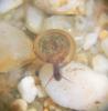 Planorbe commune Planorbis planorbis (Linnaeus, 1758)