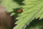 Liocoris tripustulatus (Fabricius, 1781)