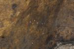 Dolichopode languedocien Dolichopoda linderii (Dufour, 1861)