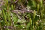 Brome de Madrid Anisantha madritensis (L.) Nevski, 1934