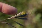 Brome de Madrid Anisantha madritensis (L.) Nevski, 1934