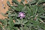 Centaurée rude Centaurea aspera L., 1753
