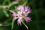 Centaurée rude Centaurea aspera L., 1753