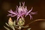 Centaurée à panicule, Centaurée paniculée Centaurea paniculata L., 1753