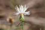 Centaurée rude Centaurea aspera L., 1753
