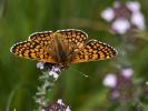 Mélitée du Plantain (La), Déesse à ceinturons (La) Melitaea cinxia (Linnaeus, 1758)