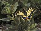 Machaon (Le), Grand Porte-Queue (Le) Papilio machaon Linnaeus, 1758