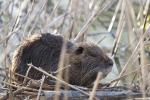 Ragondin Myocastor coypus (Molina, 1782)