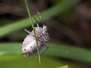 Punaise nébuleuse, Punaise grise Rhaphigaster nebulosa (Poda, 1761)
