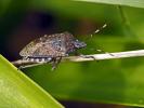 Punaise nébuleuse, Punaise grise Rhaphigaster nebulosa (Poda, 1761)