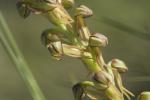 Orchis homme pendu, Acéras homme pendu, Porte-Homm Orchis anthropophora (L.) All., 1785