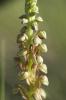 Orchis homme pendu, Acéras homme pendu, Porte-Homm Orchis anthropophora (L.) All., 1785