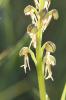 Orchis homme pendu, Acéras homme pendu, Porte-Homm Orchis anthropophora (L.) All., 1785