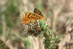 Mélitée du Plantain (La), Déesse à ceinturons (La) Melitaea cinxia (Linnaeus, 1758)