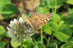 Mélitée du Plantain (La), Déesse à ceinturons (La) Melitaea cinxia (Linnaeus, 1758)