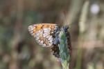  Melitaea Fabricius, 1807